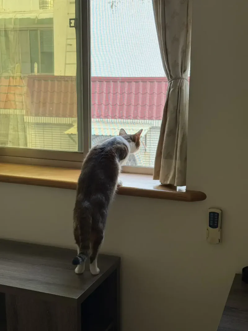 NBC寵愛網同時具備防寵物意外墜落的功能