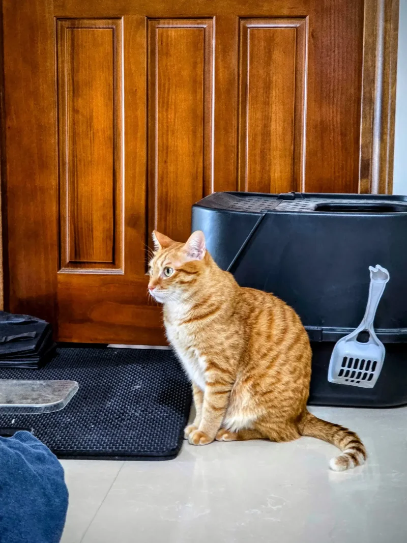 一旁監工貓門施作的小傢伙